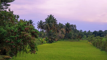 Fototapeta na wymiar Coconut trees in the middle of paddy fields in Karnataka state, India under evening light.