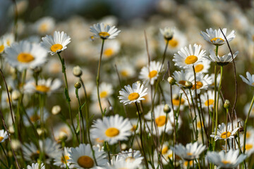 Fototapeta na wymiar Daisy Chamomile background. Beautiful nature scene with blooming chamomilles in sun flare. Sunny day. Summer flowers.