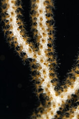 Eunicella singularis - Gorgonia blanca en un fondo oscuro