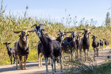 Grupo de cabras dentro del parque natural del Delta del Llobregat. © Oscar