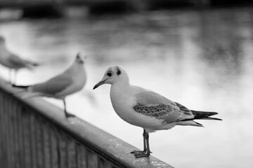 Imagen de un gavilán cabecinegro