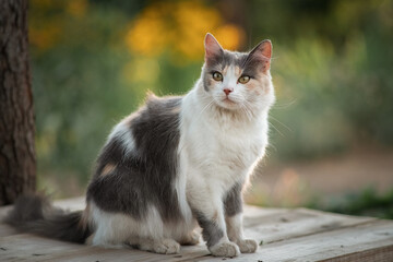 Naklejka na ściany i meble Portrait of a beautiful domestic village cat in the yard of a village house.
