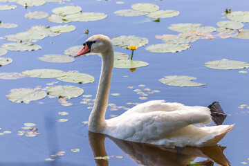 Beautiful swan is swimming