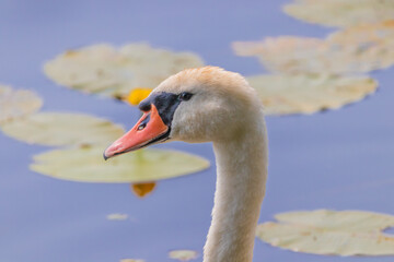 Beautiful swan is swimming