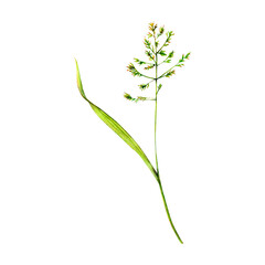 Meadow bluegrass hand-drawn. Watercolor floral illustration of delicate grass isolated on white background. Meadow wildflower naturally painted for textile ptinting, logo, postcards, designs and