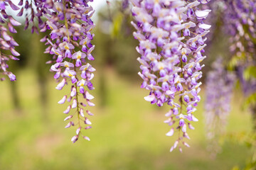 Blooming Wisteria Sinensis with classic purple flowers in full bloom in hanging racemes against a green background. Garden with wisteria in spring.