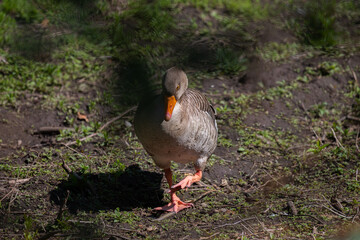 free goslings in a nature reserve