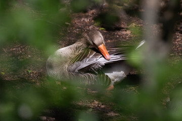 free goslings in a nature reserve