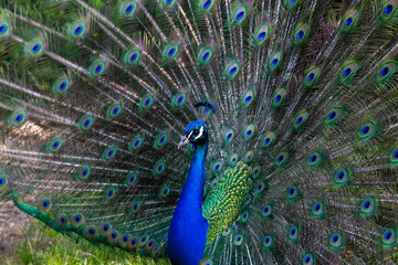 Naklejka premium Royal Peafowl or King Peafowl immortalized in captivity