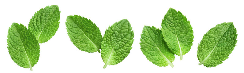 Set of fresh delicious mint leaves cut out