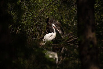 photograph a stork or bee-eater captured in captivity