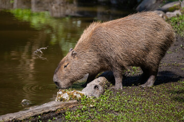 capybara, Hydrochoerus hydrochaeris, taken in various positions and attitudes