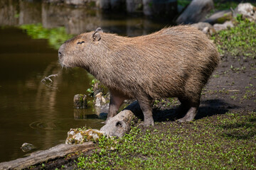 capybara, Hydrochoerus hydrochaeris, taken in various positions and attitudes