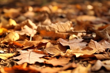 Fallen autumn leaves carpeting the forest floor wallpaper