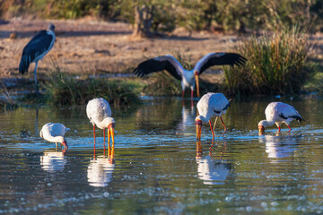 Yellowbilled Storks with reflection at a waterhole