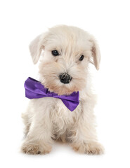 miniature schnauzer in studio