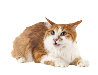 Kurilian Bobtail in studio