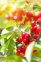 Branch of ripe, sweet cherries on a tree in garden. Blurred background.