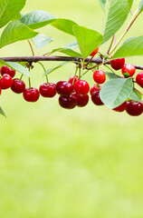 Branch of ripe, sweet cherries on a tree in garden. Blurred background.