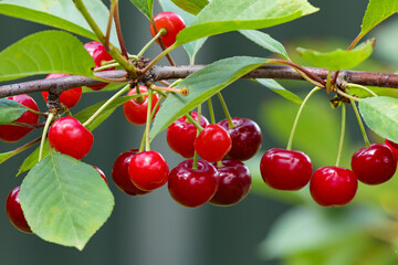 Branch of ripe, sweet cherries on a tree in garden. Blurred background.