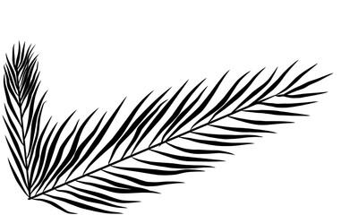 Exotic palm leaf isolated on white background.