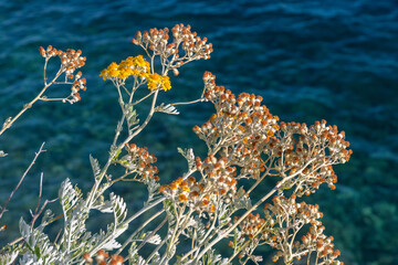 Naklejka premium The old town of Rab, the Adriatic Sea in Croatia