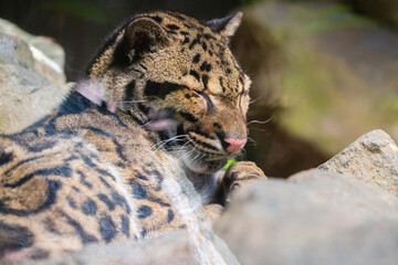 A young clouded leopard in a wildlife park