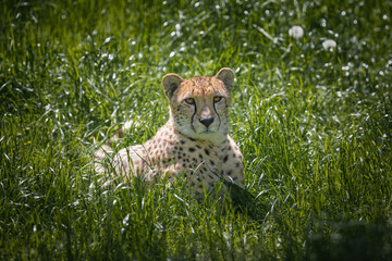 A cheetah,Acinonyx jubatus, in a wildlife park Didascalia © valentidaze