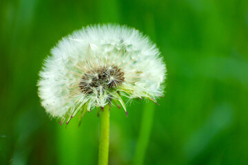 Single white dandelion on green background, eastern Poland