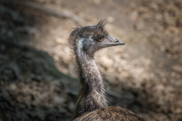 An emu in a wildlife park