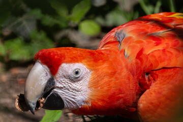 Fototapeta premium a red scarlet macaw parrot captured in captivity