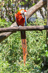 a red scarlet macaw parrot captured in captivity