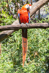 a red scarlet macaw parrot captured in captivity