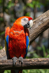 a red scarlet macaw parrot captured in captivity