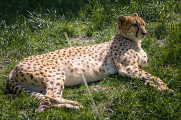 A cheetah,Acinonyx jubatus, in a wildlife park Didascalia