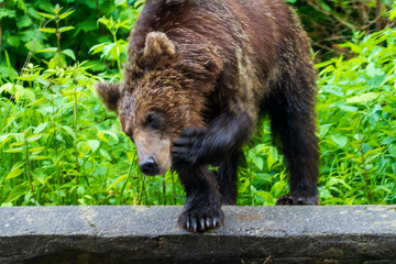 Obraz premium Bear in Romania