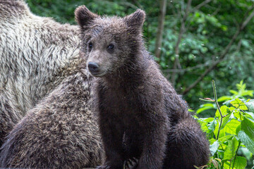 Bear with cub on the Transfagarasan in Romania