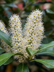 Detail of white flower of Cunonia capensis plant