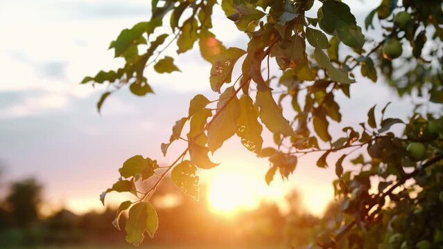 Green small wild apples grow on the branches of an apple tree in summer at sunset. Contoured sunlight. 4k slow motion footage. The concept of orchard and agriculture