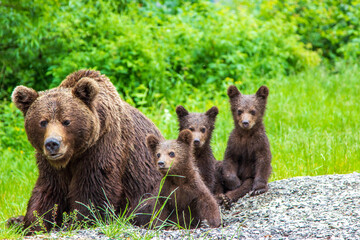 Fototapeta premium Young bears on the Transfagarasan road in Romania