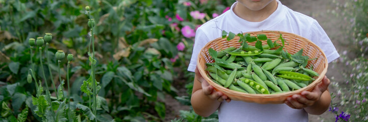 the child is holding a basket with freshly picked peas.