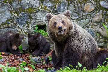 Bear with cubs on the Transfagarasan in Romania