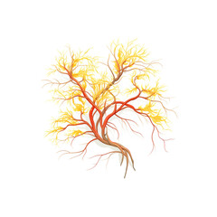 Fototapeta premium tree isolated on white