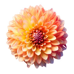 Dahlia bloom. isolated object, transparent background