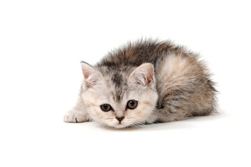 Fluffy purebred gray kitten on a white isolated background