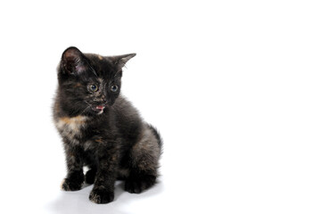 A gray purebred fluffy kitten sits on a white isolated background