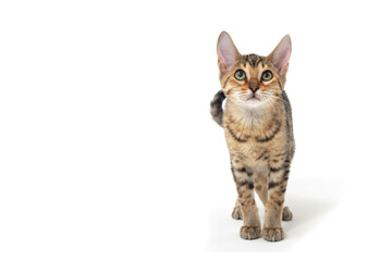 Purebred smooth-haired cat on a white isolated background © Евгений Порохин