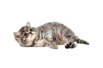 Fluffy purebred gray kitten on a white isolated background