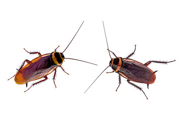  brown cockroach isolated on a white background(top view)