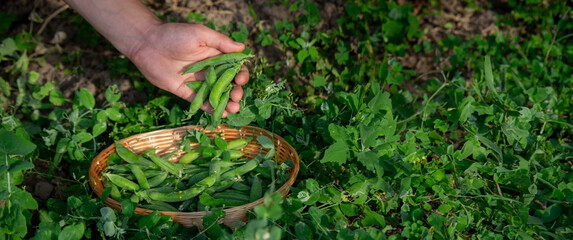 a farmer collects peas in a basket.
